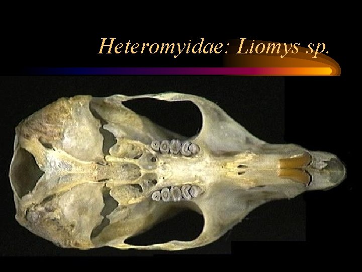 Heteromyidae: Liomys sp. 