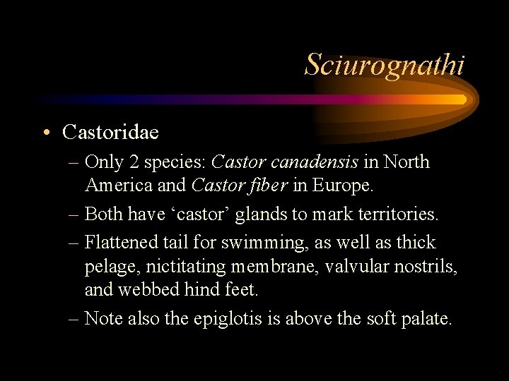Sciurognathi • Castoridae – Only 2 species: Castor canadensis in North America and Castor