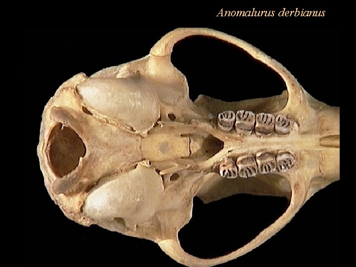 Anomalurus derbianus 