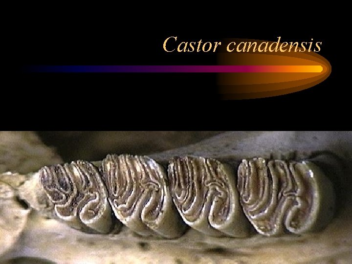 Castor canadensis 