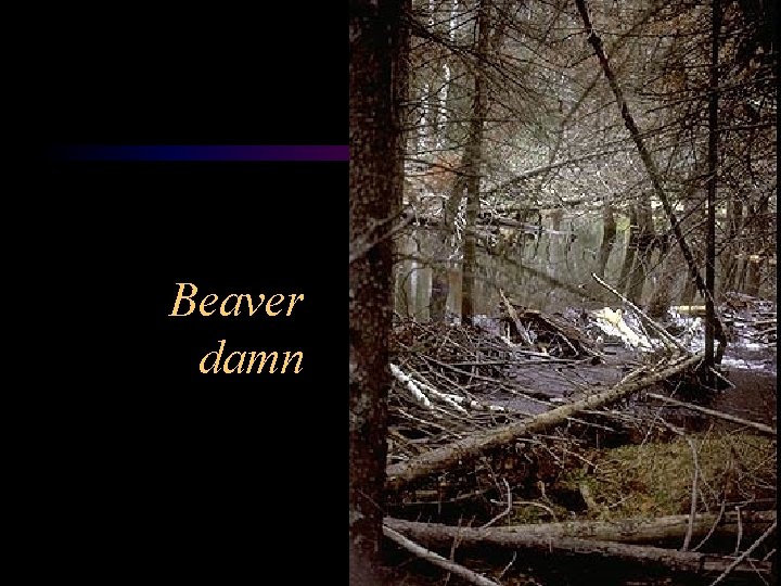 Beaver damn 