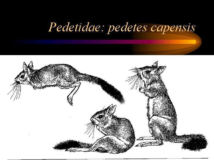 Pedetidae: pedetes capensis 