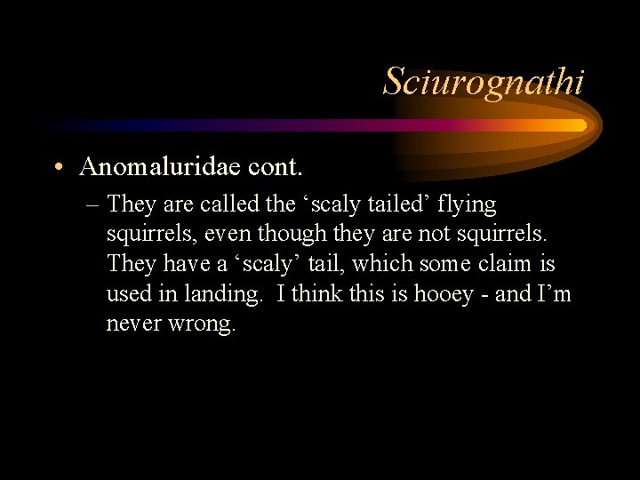 Sciurognathi • Anomaluridae cont. – They are called the ‘scaly tailed’ flying squirrels, even