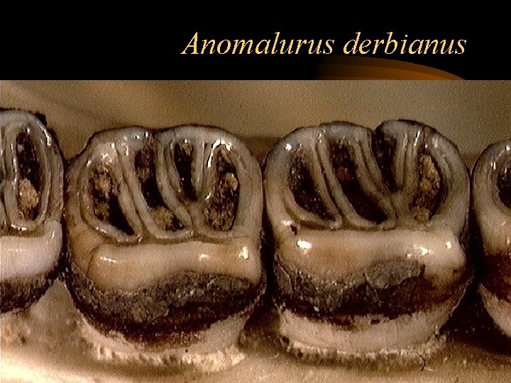 Anomalurus derbianus 
