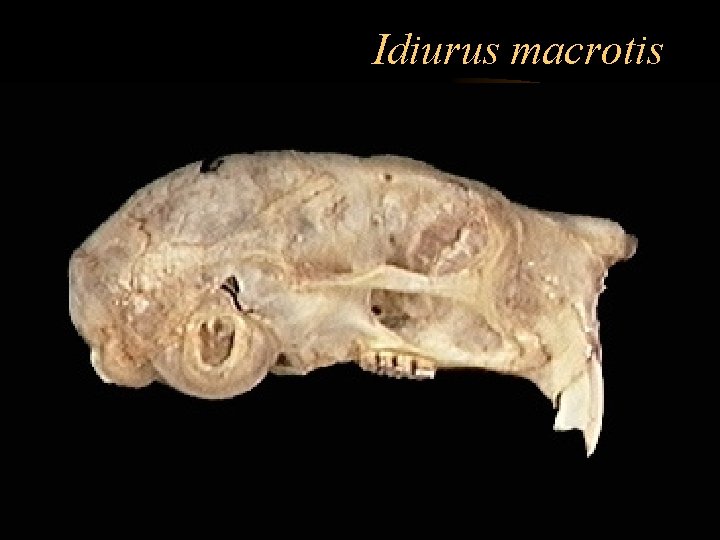 Idiurus macrotis 