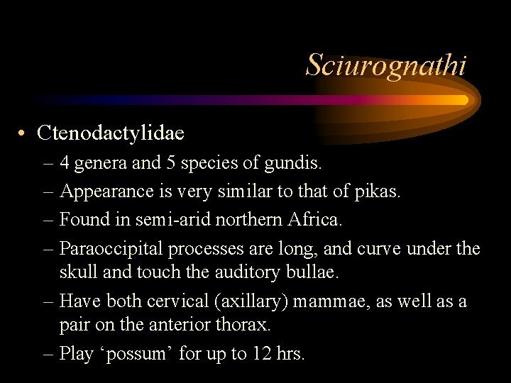 Sciurognathi • Ctenodactylidae – 4 genera and 5 species of gundis. – Appearance is