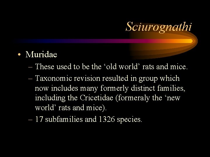 Sciurognathi • Muridae – These used to be the ‘old world’ rats and mice.