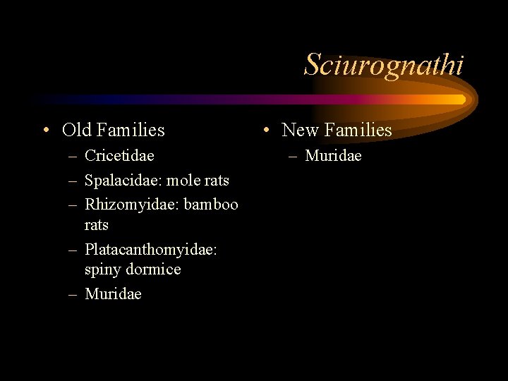 Sciurognathi • Old Families – Cricetidae – Spalacidae: mole rats – Rhizomyidae: bamboo rats