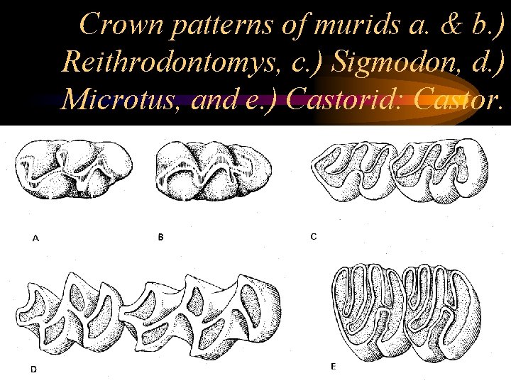 Crown patterns of murids a. & b. ) Reithrodontomys, c. ) Sigmodon, d. )