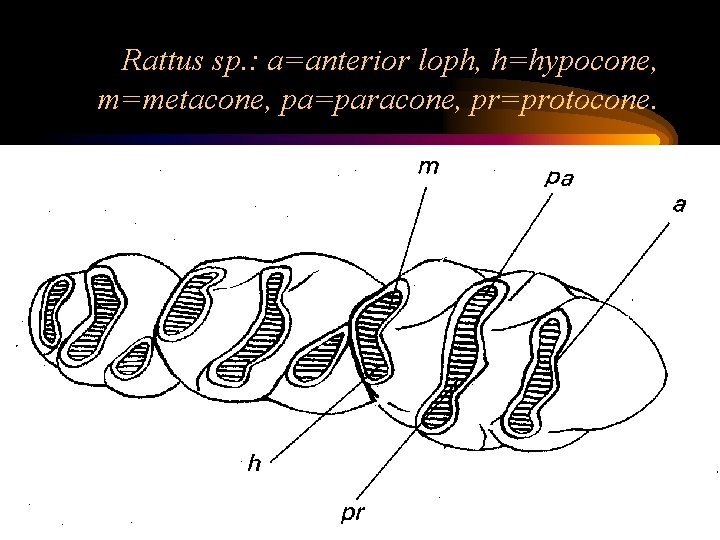 Rattus sp. : a=anterior loph, h=hypocone, m=metacone, pa=paracone, pr=protocone. 