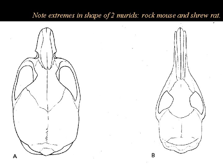 Note extremes in shape of 2 murids: rock mouse and shrew rat. 