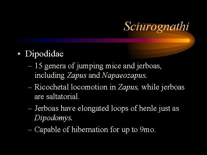 Sciurognathi • Dipodidae – 15 genera of jumping mice and jerboas, including Zapus and