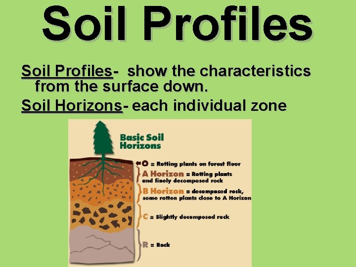 Soil Profiles- show the characteristics from the surface down. Soil Horizons- each individual zone