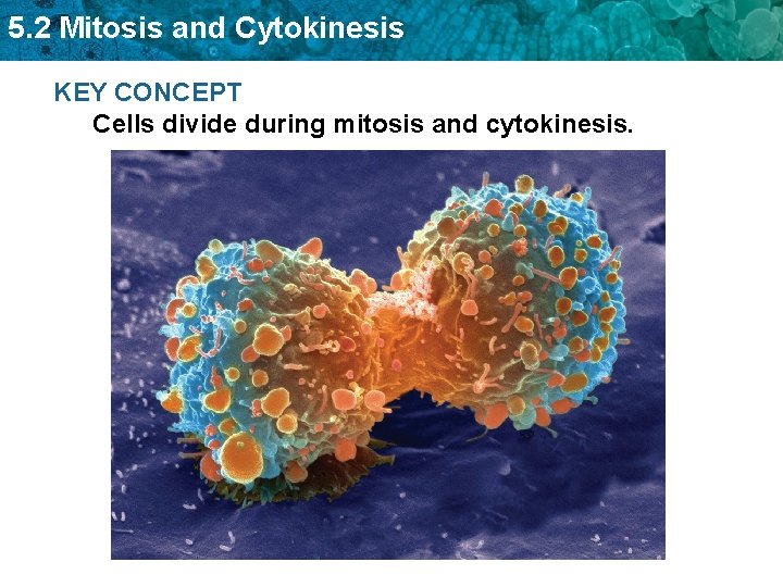 5. 2 Mitosis and Cytokinesis KEY CONCEPT Cells divide during mitosis and cytokinesis. 