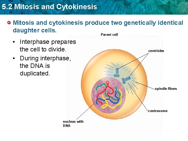 5. 2 Mitosis and Cytokinesis Mitosis and cytokinesis produce two genetically identical daughter cells.