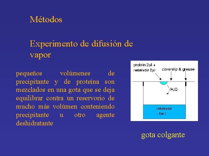 Métodos Experimento de difusión de vapor pequeños volúmenes de precipitante y de proteína son