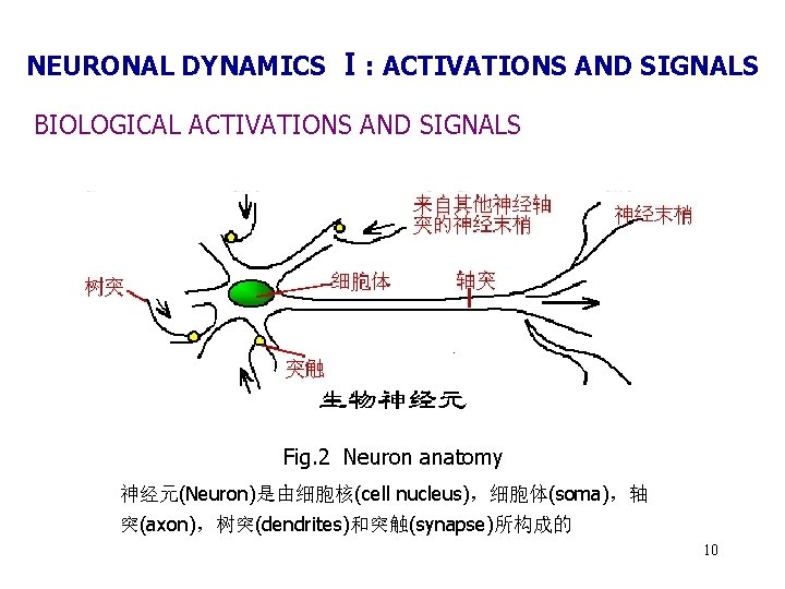 NEURONAL DYNAMICS Ⅰ: ACTIVATIONS AND SIGNALS BIOLOGICAL ACTIVATIONS AND SIGNALS Fig. 2 Neuron anatomy