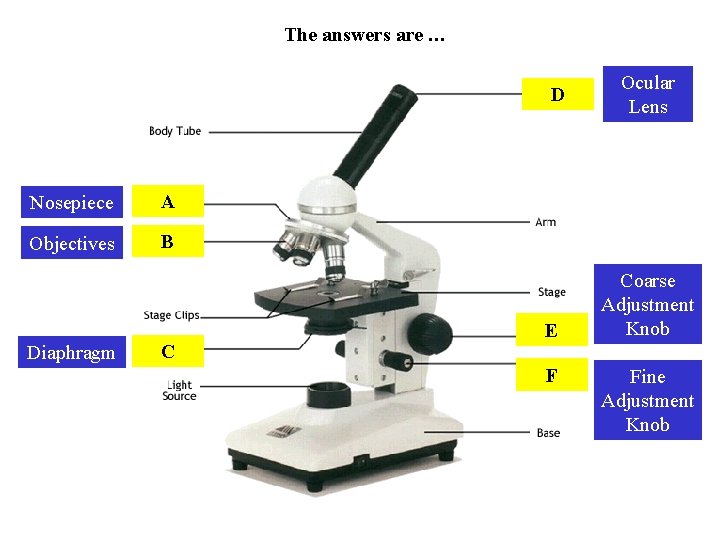 The answers are … D Nosepiece A Objectives B Diaphragm C E F Ocular