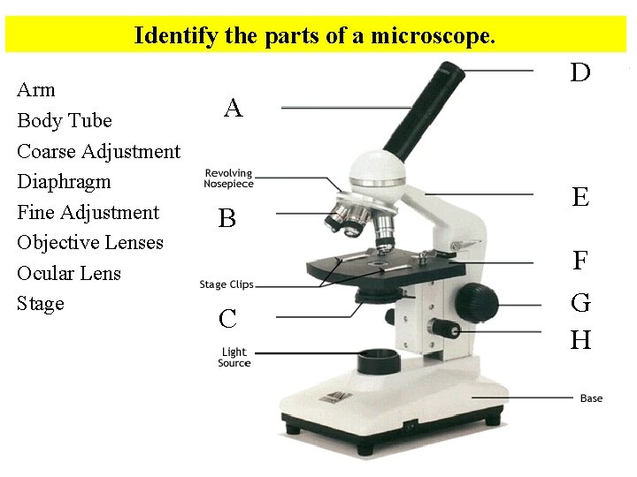 Identify the parts of a microscope. Arm Body Tube Coarse Adjustment Diaphragm Fine Adjustment