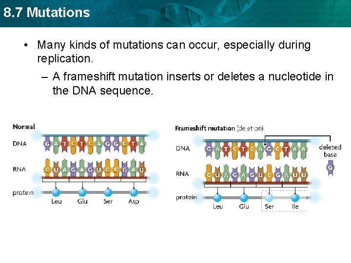 8. 7 Mutations • Many kinds of mutations can occur, especially during replication. –