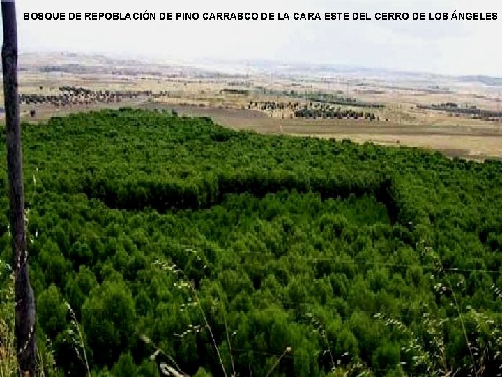 BOSQUE DE REPOBLACIÓN DE PINO CARRASCO DE LA CARA ESTE DEL CERRO DE LOS