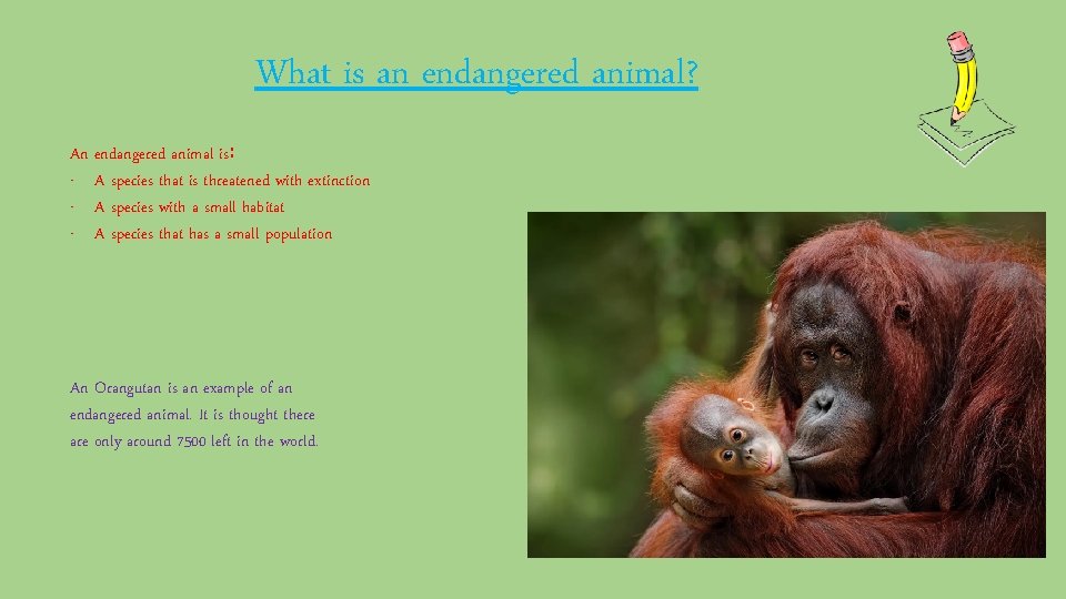 What is an endangered animal? An endangered animal is: - A species that is