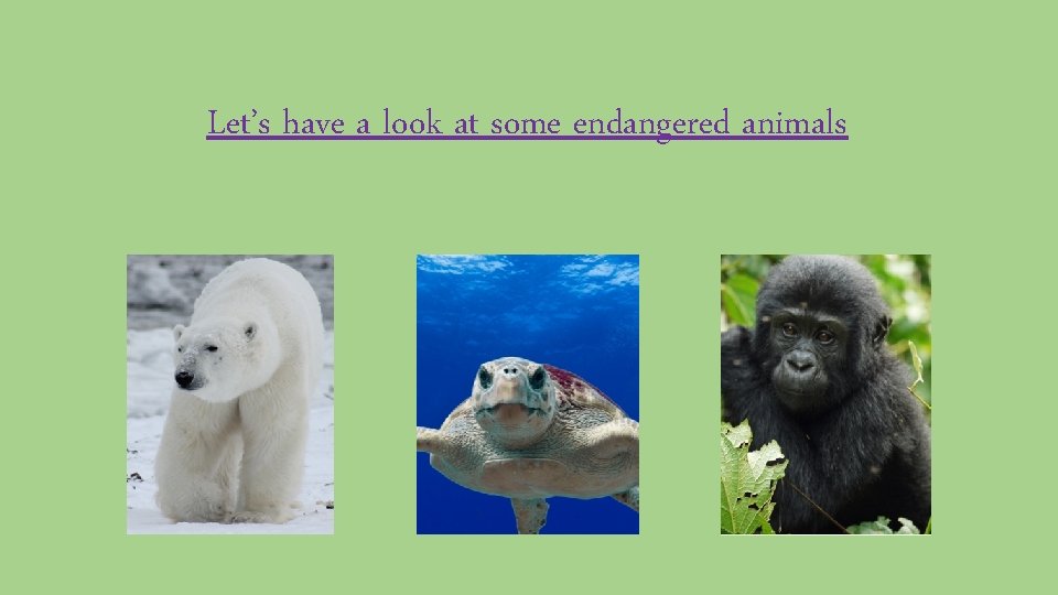 Let’s have a look at some endangered animals 