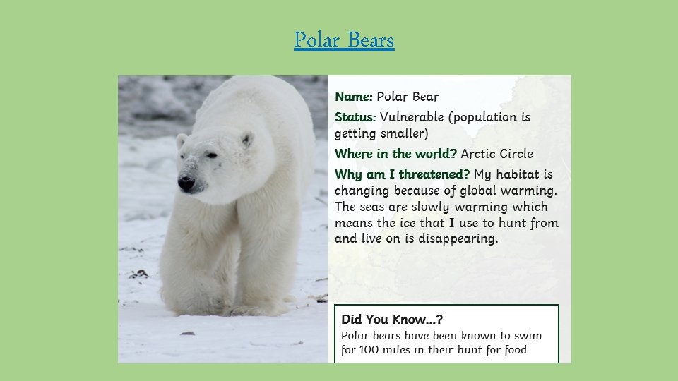 Polar Bears 