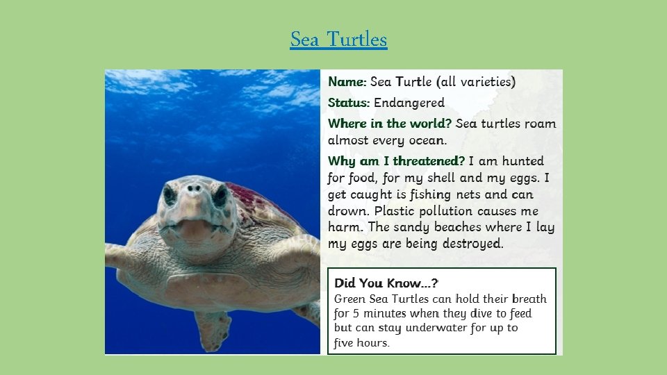 Sea Turtles 