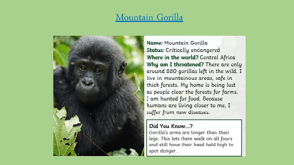 Mountain Gorilla 