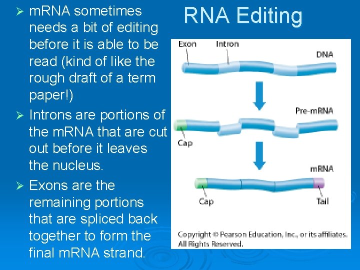 m. RNA sometimes needs a bit of editing before it is able to be