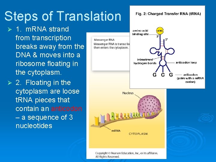 Steps of Translation 1. m. RNA strand from transcription breaks away from the DNA