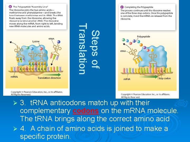 Steps of Translation 3. t. RNA anticodons match up with their complementary codons on