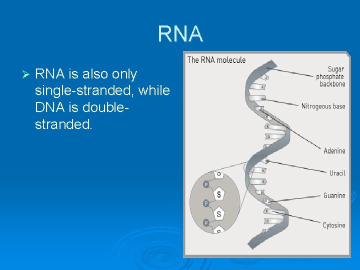 RNA Ø RNA is also only single-stranded, while DNA is doublestranded. 