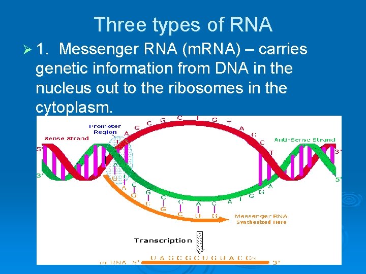 Three types of RNA Ø 1. Messenger RNA (m. RNA) – carries genetic information