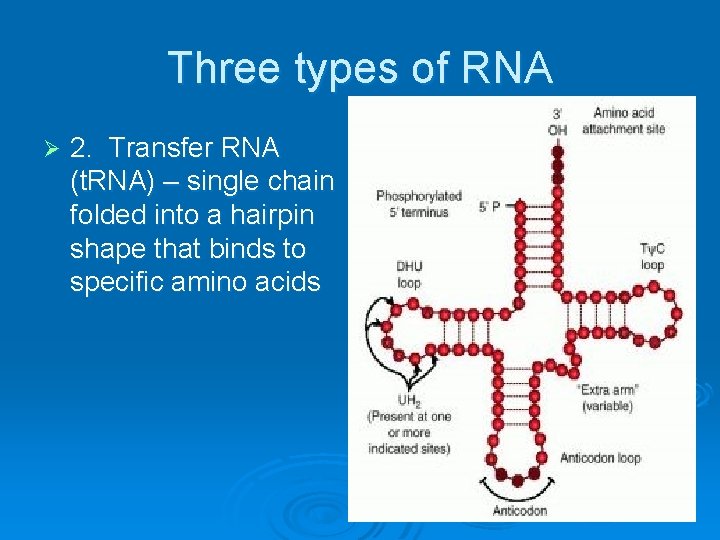 Three types of RNA Ø 2. Transfer RNA (t. RNA) – single chain folded