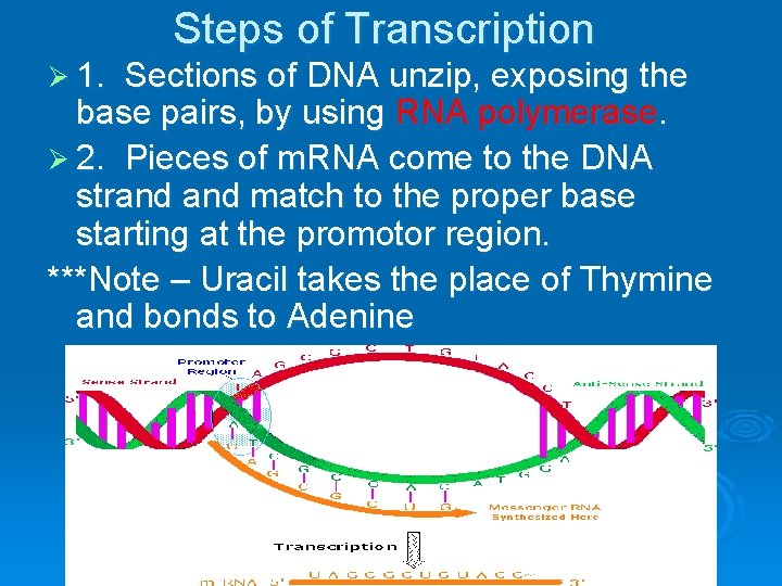 Steps of Transcription Ø 1. Sections of DNA unzip, exposing the base pairs, by