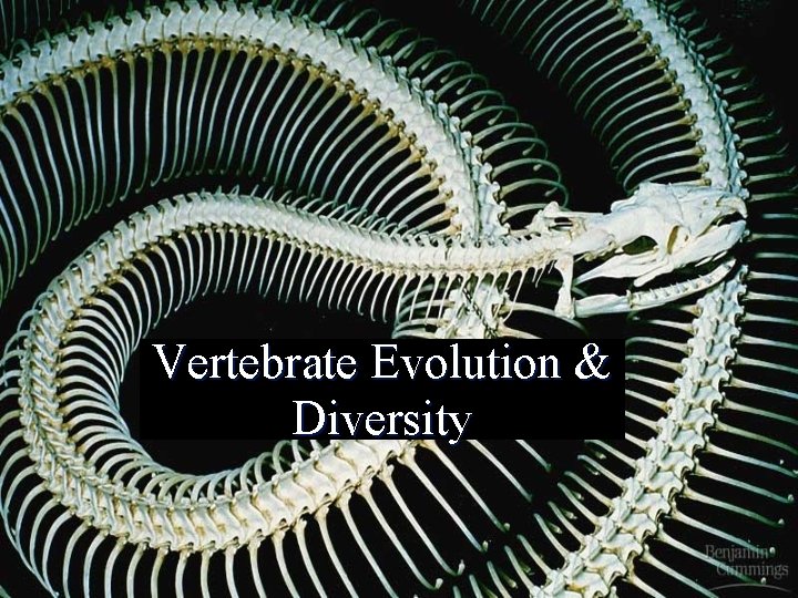 Vertebrate Evolution & Diversity 