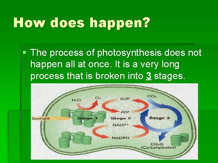 How does happen? § The process of photosynthesis does not happen all at once.