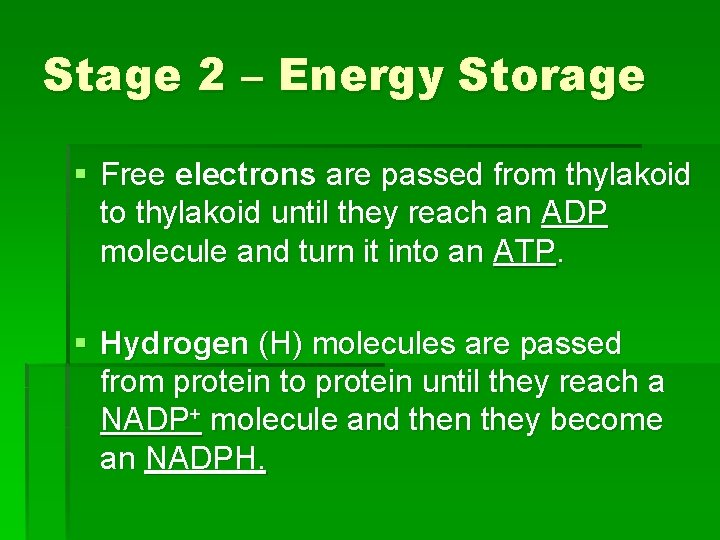 Stage 2 – Energy Storage § Free electrons are passed from thylakoid to thylakoid