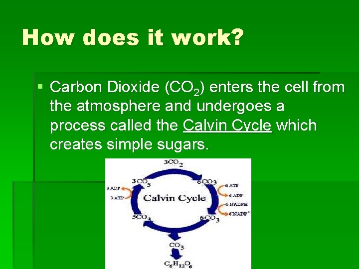 How does it work? § Carbon Dioxide (CO 2) enters the cell from the