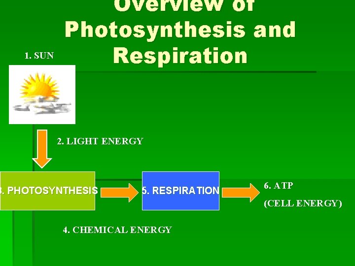 1. SUN Overview of Photosynthesis and Respiration 2. LIGHT ENERGY 3. PHOTOSYNTHESIS 5. RESPIRATION