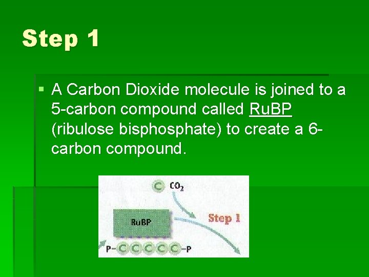 Step 1 § A Carbon Dioxide molecule is joined to a 5 -carbon compound