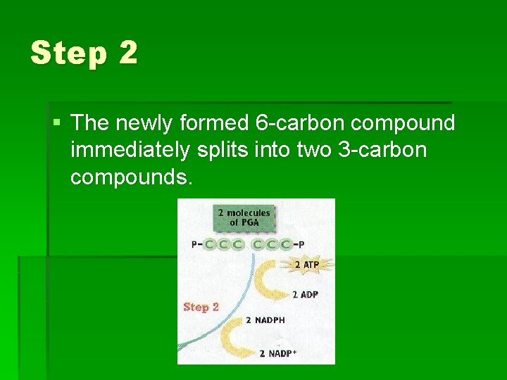 Step 2 § The newly formed 6 -carbon compound immediately splits into two 3