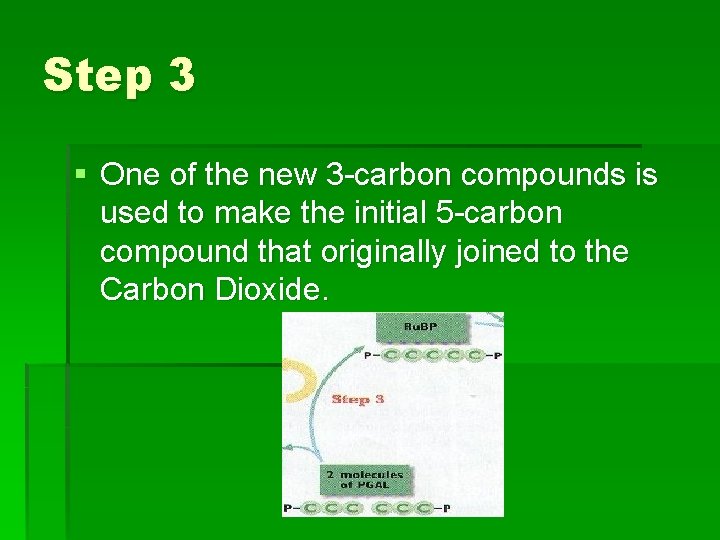 Step 3 § One of the new 3 -carbon compounds is used to make