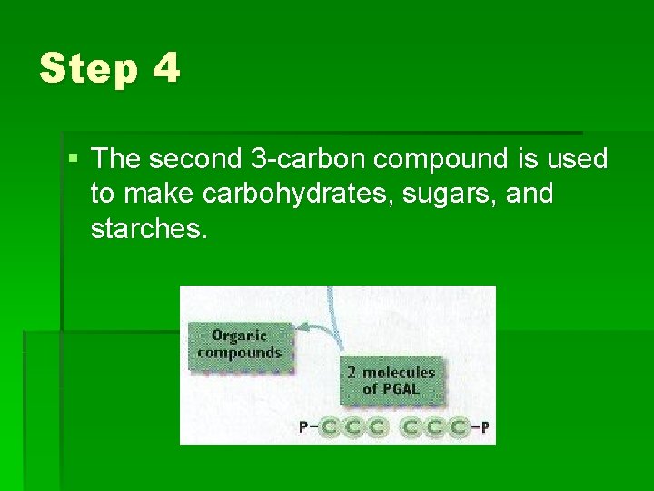 Step 4 § The second 3 -carbon compound is used to make carbohydrates, sugars,