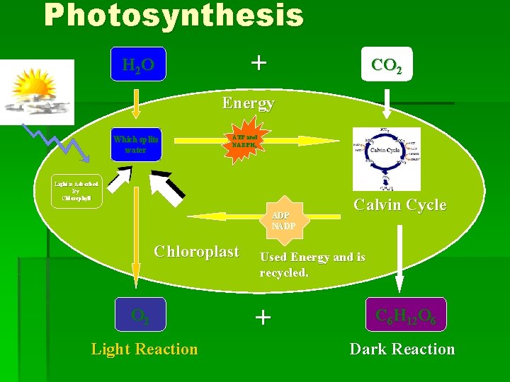 Photosynthesis + H 2 O CO 2 Energy Which splits water ATP and NADPH