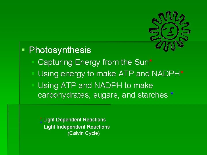 § Photosynthesis § Capturing Energy from the Sun* § Using energy to make ATP
