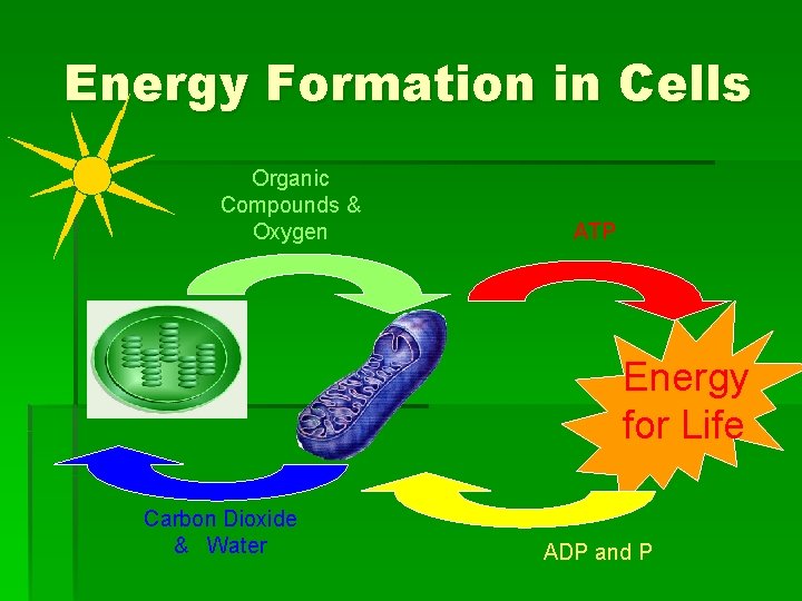 Energy Formation in Cells Organic Compounds & Oxygen ATP Energy for Life Carbon Dioxide