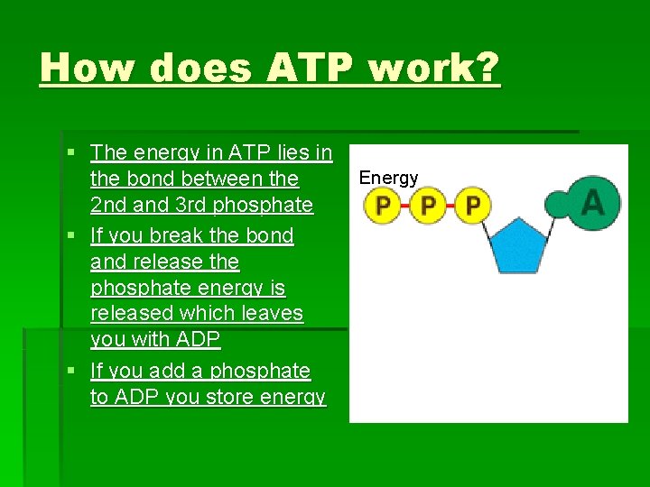 How does ATP work? § The energy in ATP lies in the bond between